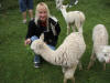 Hand feed baby Alpacas